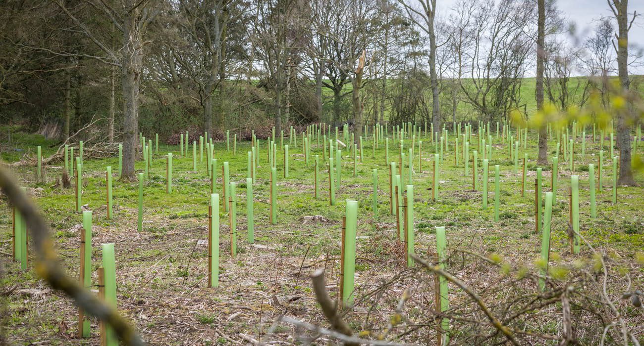 City of Trees nurtures nature and community